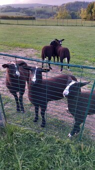 Berani zwartbles - 3