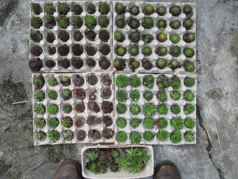 Netřesky na skalku, zídku, střechu - 3