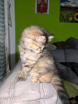 Daruji kotě do dobrých rukou - 3