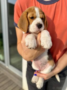 štěňata bígla s PP - 3