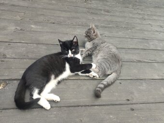 Mainská mývalí - kotě - 3