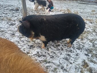 Kune Kune -kanec - 3