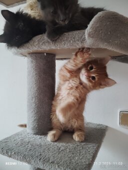 Mainská mývalí - 3