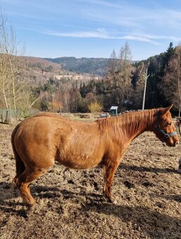Kobylka QH 2r.barva Red Dun s PP - 3
