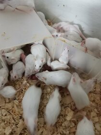 Myš bílá laboratorní - 3