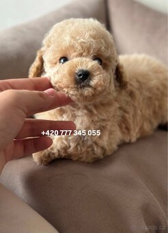 Maltipoo, fenka Murka 1000€‼️ - 3