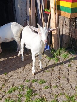 Kůzlata - 3
