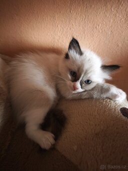 Ragdoll bez PP - 3