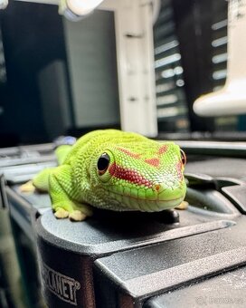 Phelsuma madagascariensis grandis - samice - 3