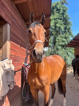 Šestiletá klisna ČT - 3