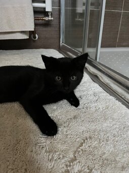 Černý kocour - 4 měsíce - 3