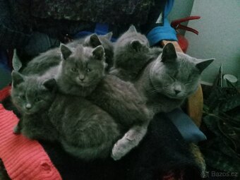 Britská koťátka - 3