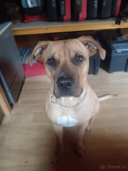 Stafordšírský teriér - 3