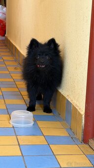 Štěňata špice malého - 3