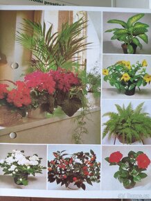 Pokojové květiny od A do Z - 3