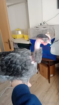 Kohout holokrčky - 3