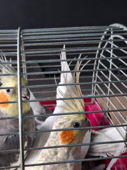 Korela chocholatá a bělohlavá - 3