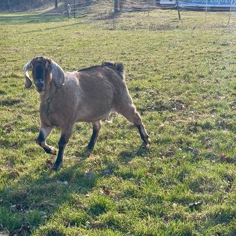 Anglonubijské kozy - 3