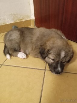 Štěňata Border kolie bez PP - 3