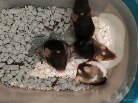 Myši - přebytky myší- tricolorní a dvoubarevné - 3