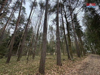 Prodej lesa, 6794 m², Doňov - 3