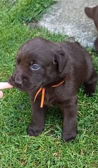 Labradorský retrívr - 3