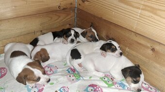 Jack Russell bez PP - štěně (5x fenka, 5x pejsek) - 3