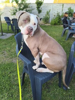 American Bully XL - 3
