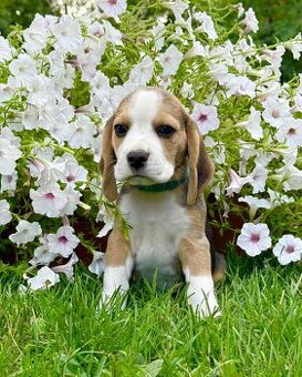 Bigel, bigl, beagle s PP - 3