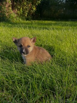 Štěňátka Akita inu X jezevčík - 3
