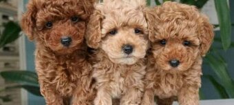 Koupím štěňátko shih-tzu / cavapoo / toy pudl - 3