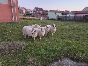 Plemenní berani, původní valaṣ̌ka - 3