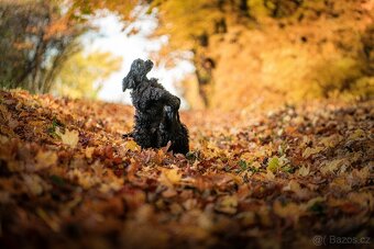 Americký kokršpaněl s PP - 3