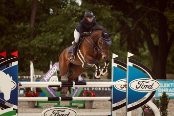 Pronájem sportovního koně - 3