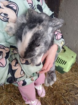 Zakrsly králíček beranek - 3