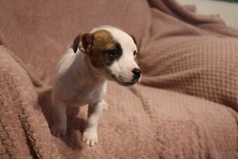 Jack Russell teriér - 3