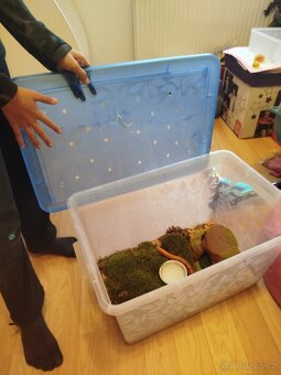 Užovka červena 3 letá - 3