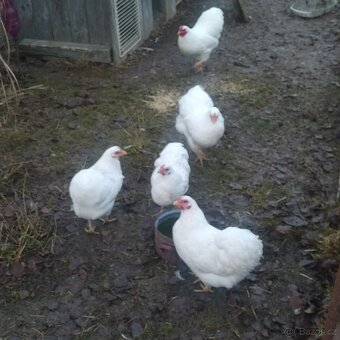 zdr. Wyandotka bílá 1,1 - 3