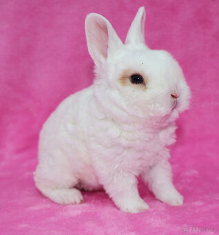Zakrslý krátkouchý králíček rex sameček .. - 3