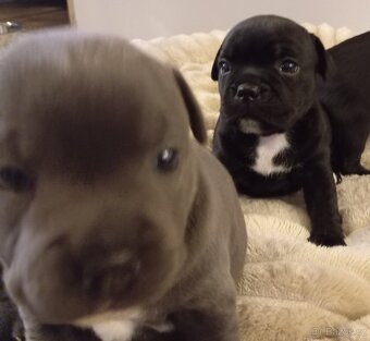 Stafordšírský bulteriér - 3