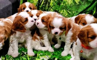 Kavalír King Charles španěl - 3