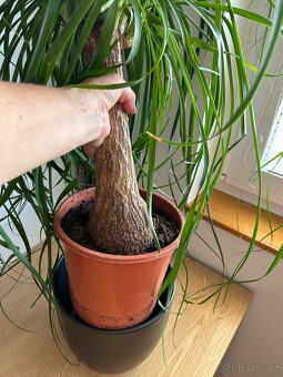 Pokojová rostlina "Sloní noha" - 3