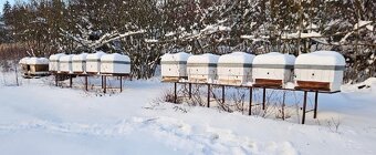 prodám přezimované včelí oddělky včely včelstva 2026 - 3