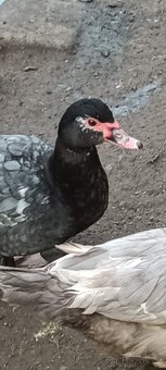 Kachna pižmová - 3