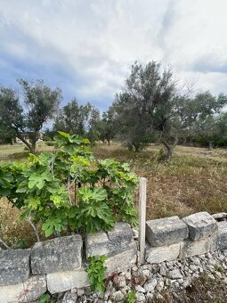 Pozemek 3200 m² - vlastní zahradu s olivovníky jih Itálie - 3