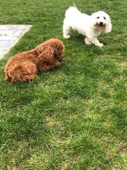Maltipoo F1 pudl ,pudlik, maltézský psík. - 3