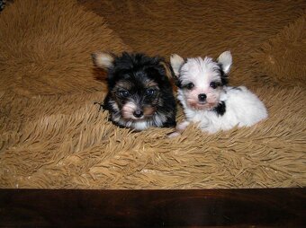 Štěňátka Biewer Yorkshire Terrier - 2 fenečky - 3