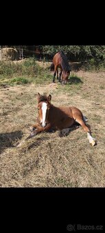 Pony B - irský cob - 3