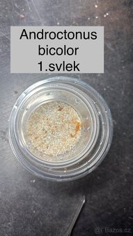 Štíři - výměna - 3