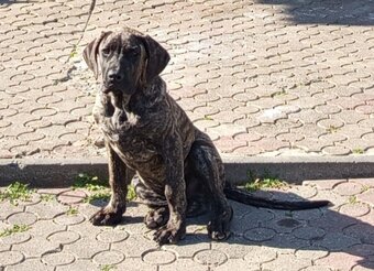 Německá doga X Cane Corso - 3
